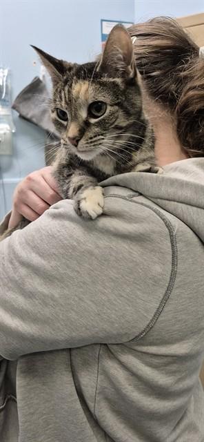 IRIS, Adoptable, Adult Female Domestic Short Hair.