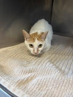 Enlarge Polka Dot, a Adoptable Domestic Short Hair in Providence Forge, VA image 1/1