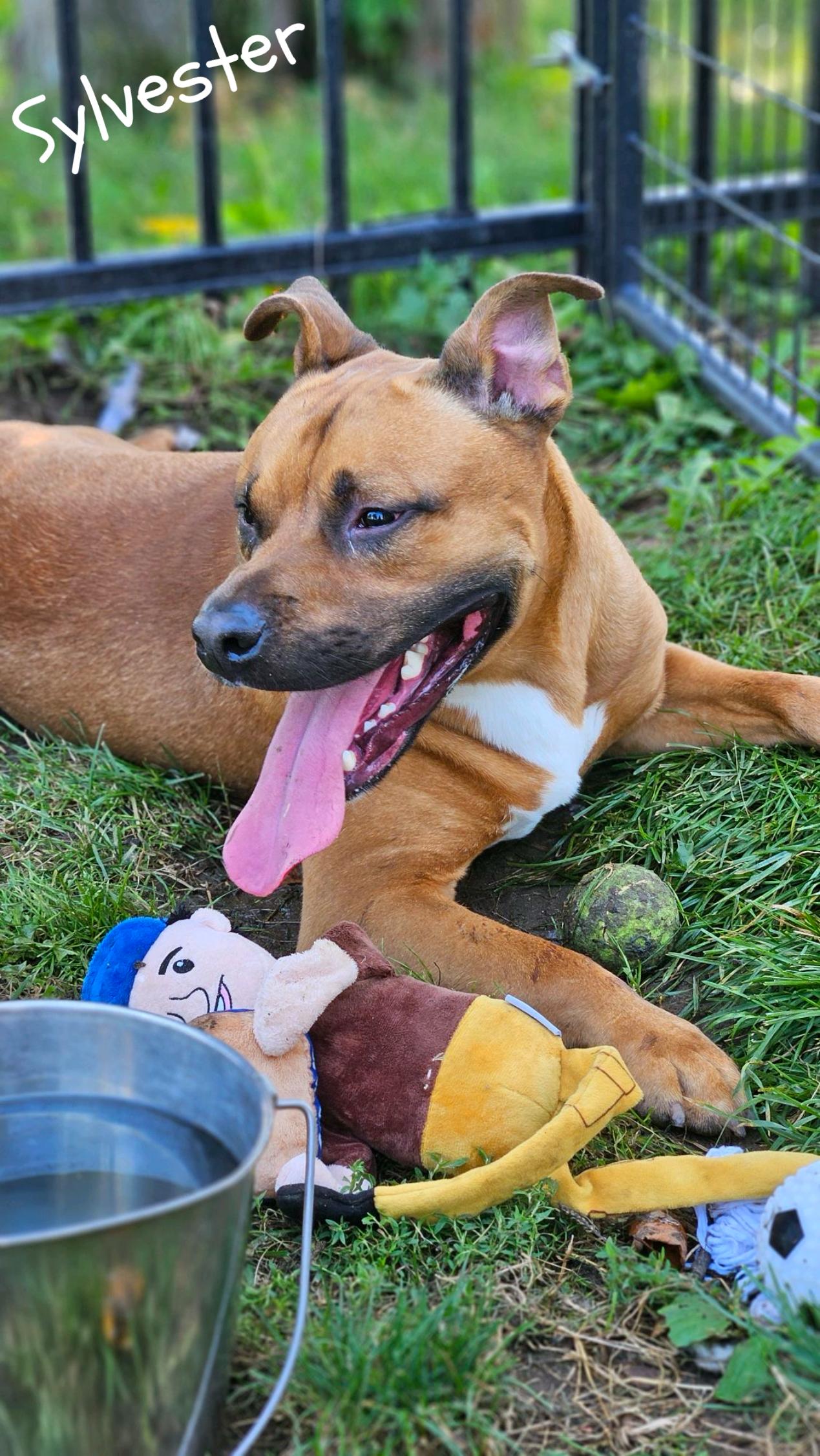 Sylvester, a Adoptable Staffordshire Bull Terrier image 1/3