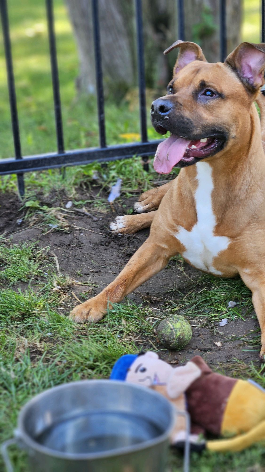 Sylvester, a Adoptable Staffordshire Bull Terrier image 3/3