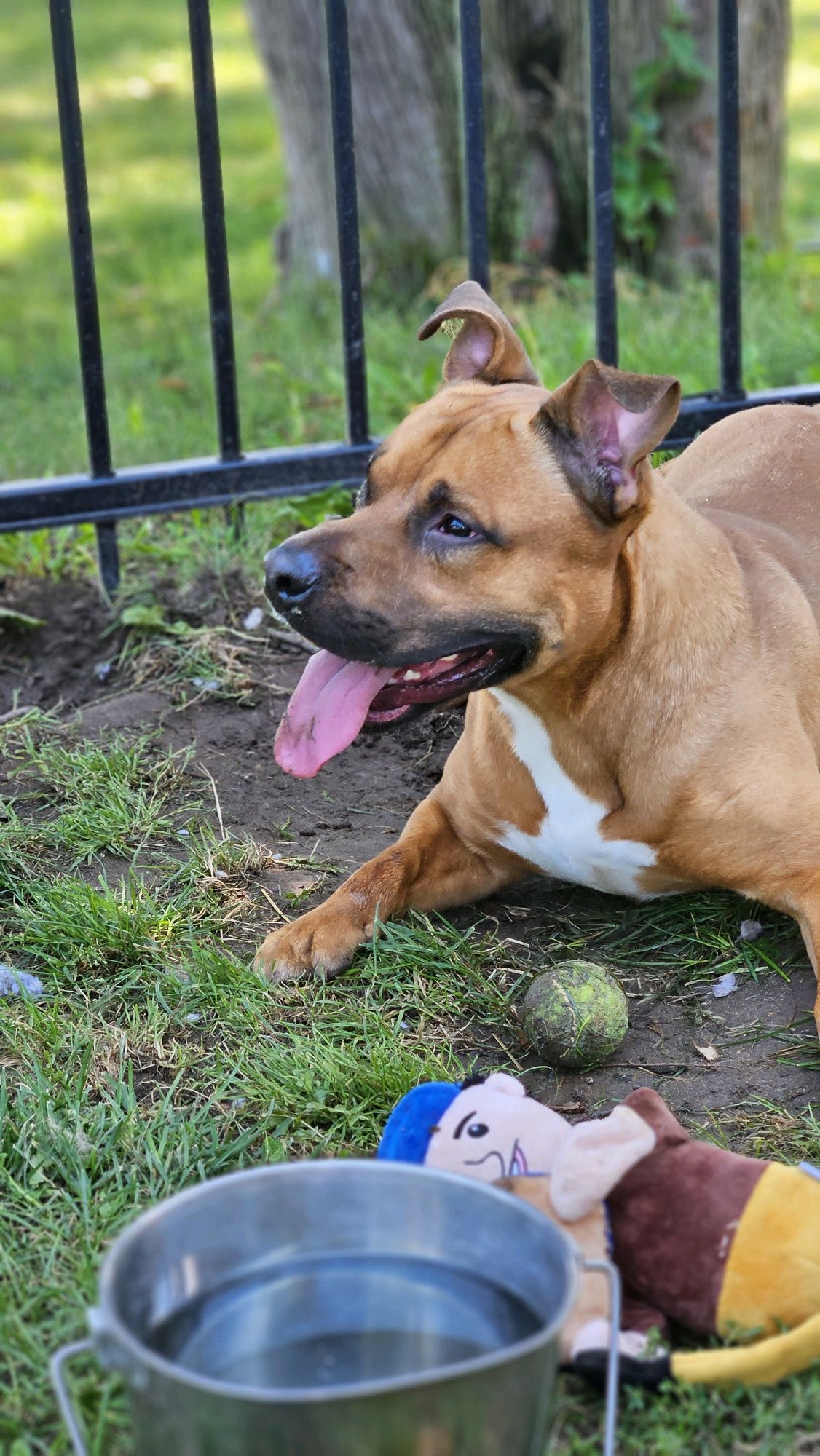 Sylvester, a Adoptable Staffordshire Bull Terrier image 2/3