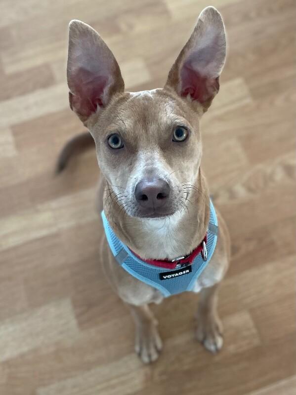 Remi, Adoptable, Young Male Labrador Retriever & Mixed Breed.