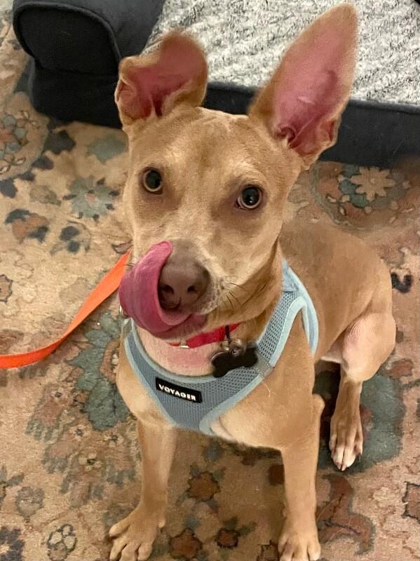 Enlarge Remi, a Adoptable mixed breed in Berkeley Heights, NJ image 2/6