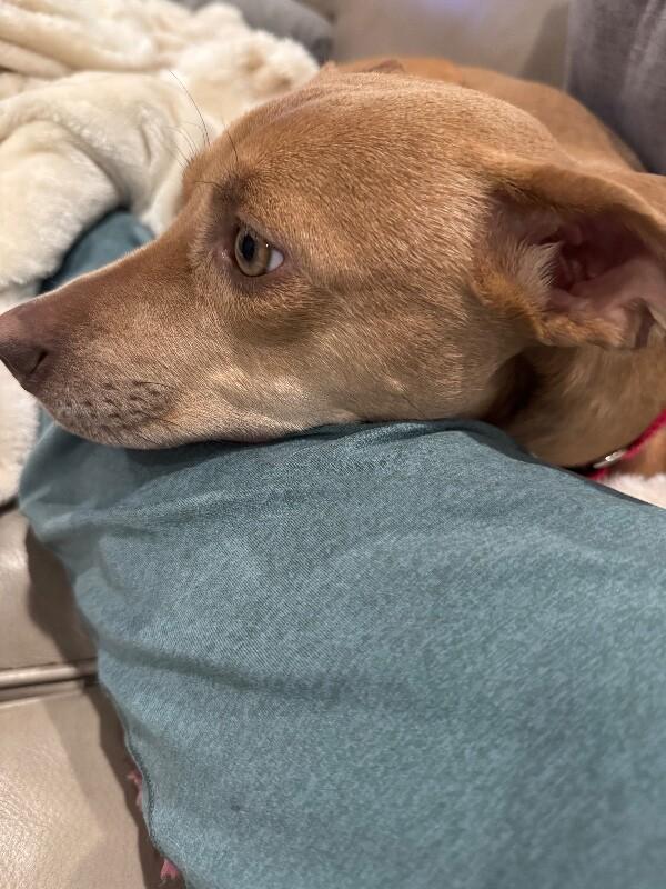 Enlarge Remi, a Adoptable mixed breed in Berkeley Heights, NJ image 5/6