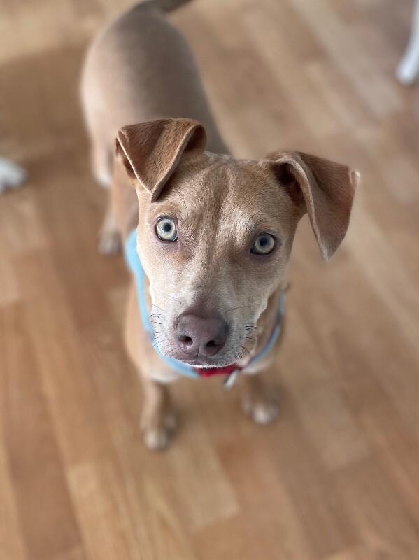 Enlarge Remi, a Adoptable mixed breed in Berkeley Heights, NJ image 3/6