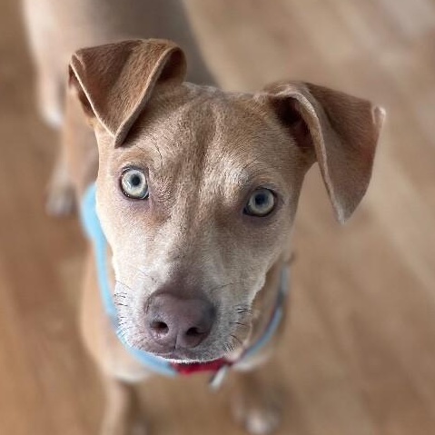 Enlarge Remi, a Adoptable mixed breed in Berkeley Heights, NJ image 1/6