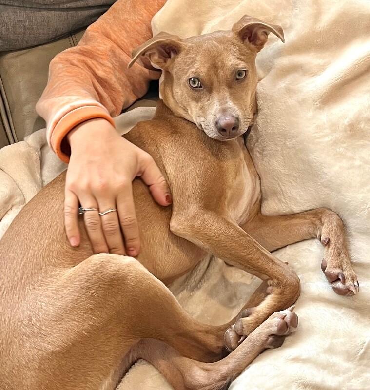 Enlarge Remi, a Adoptable mixed breed in Berkeley Heights, NJ image 3/6