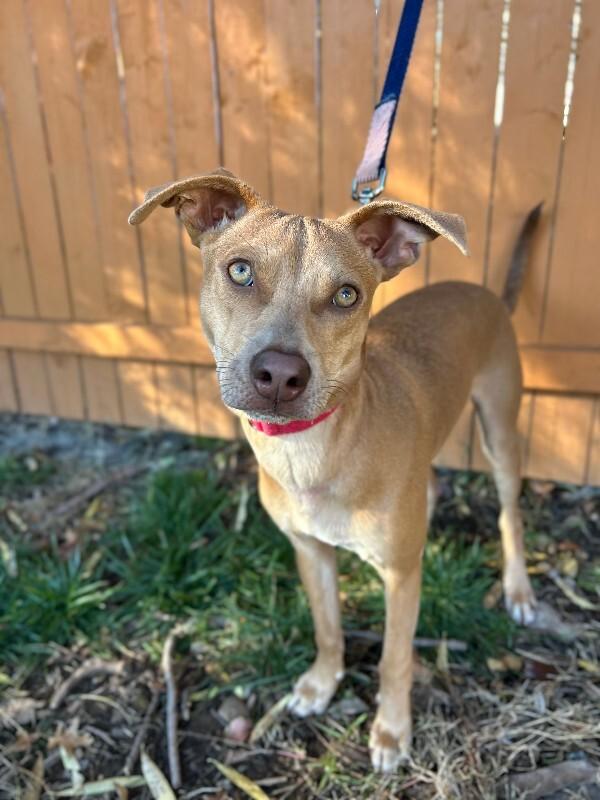 Enlarge Remi, a Adoptable mixed breed in Berkeley Heights, NJ image 4/6