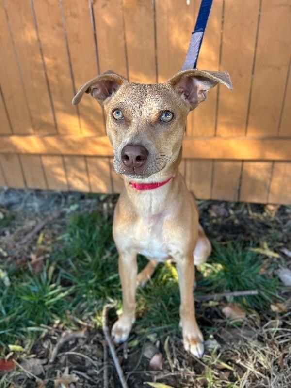 Enlarge Remi, a Adoptable mixed breed in Berkeley Heights, NJ image 5/6