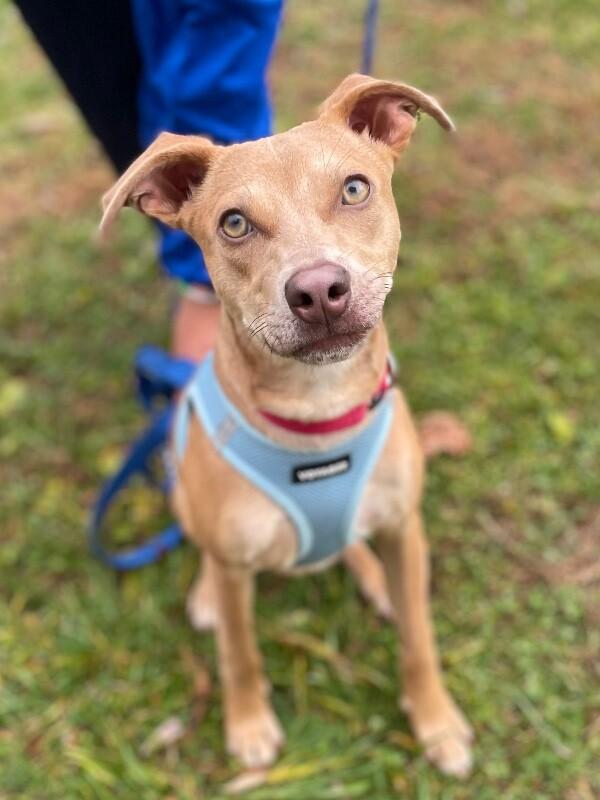 Enlarge Remi, a Adoptable mixed breed in Berkeley Heights, NJ image 2/6
