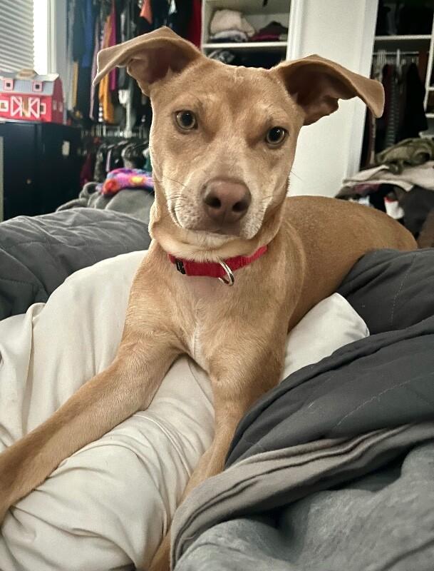 Enlarge Remi, a Adoptable mixed breed in Berkeley Heights, NJ image 4/6