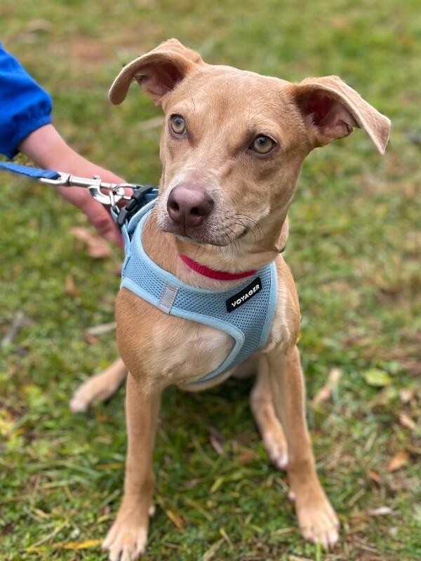 Enlarge Remi, a Adoptable mixed breed in Berkeley Heights, NJ image 6/6