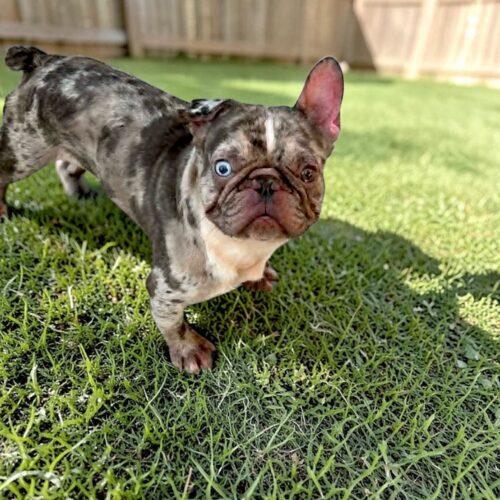 Enlarge Oliver, a Adoptable French Bulldog in Memphis, TN image 2/3