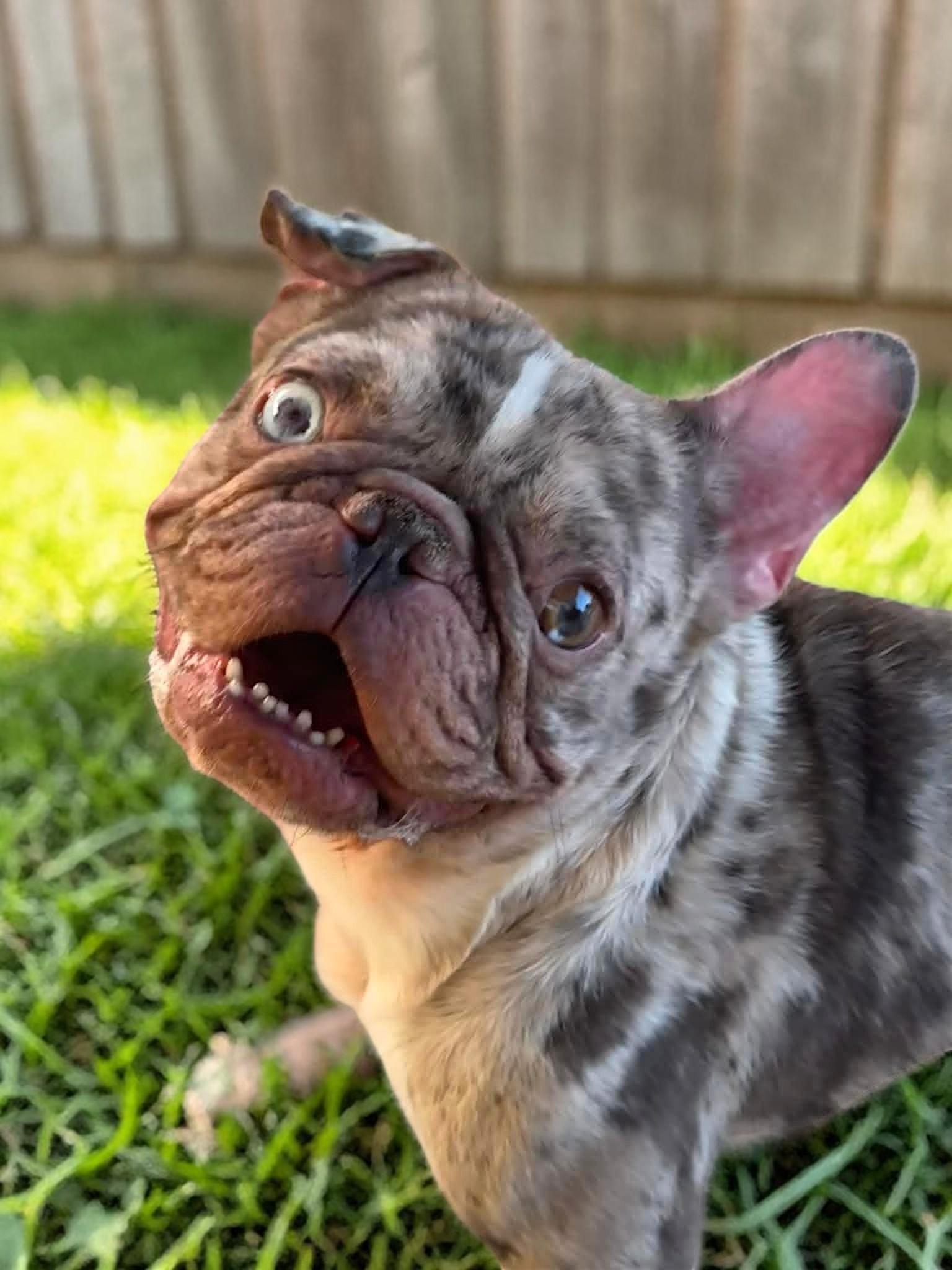 Enlarge Oliver, a Adoptable French Bulldog in Memphis, TN image 3/3