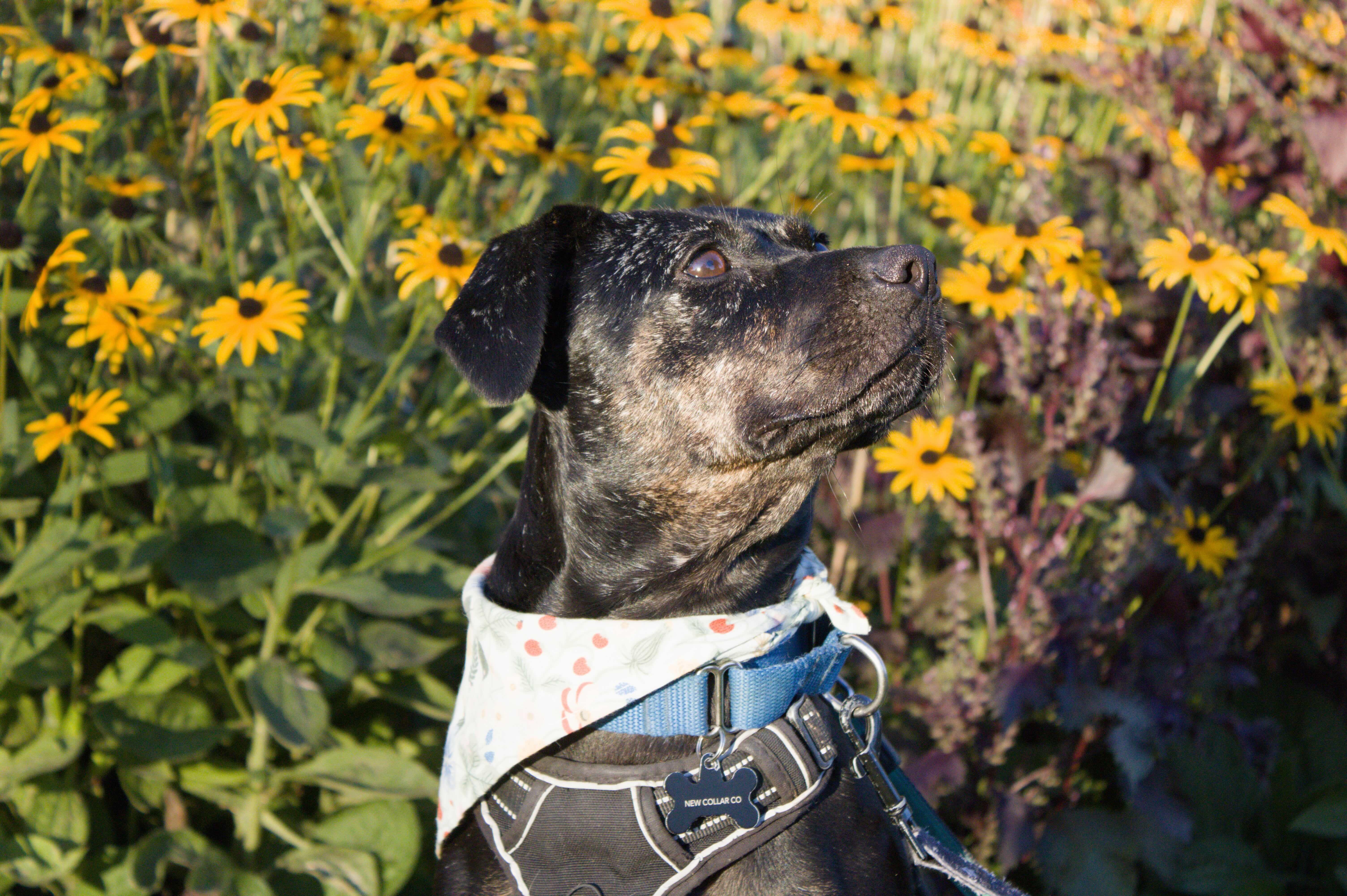 Enlarge Mishka, a Adoptable Mixed Breed in Burlington, ON image 2/6
