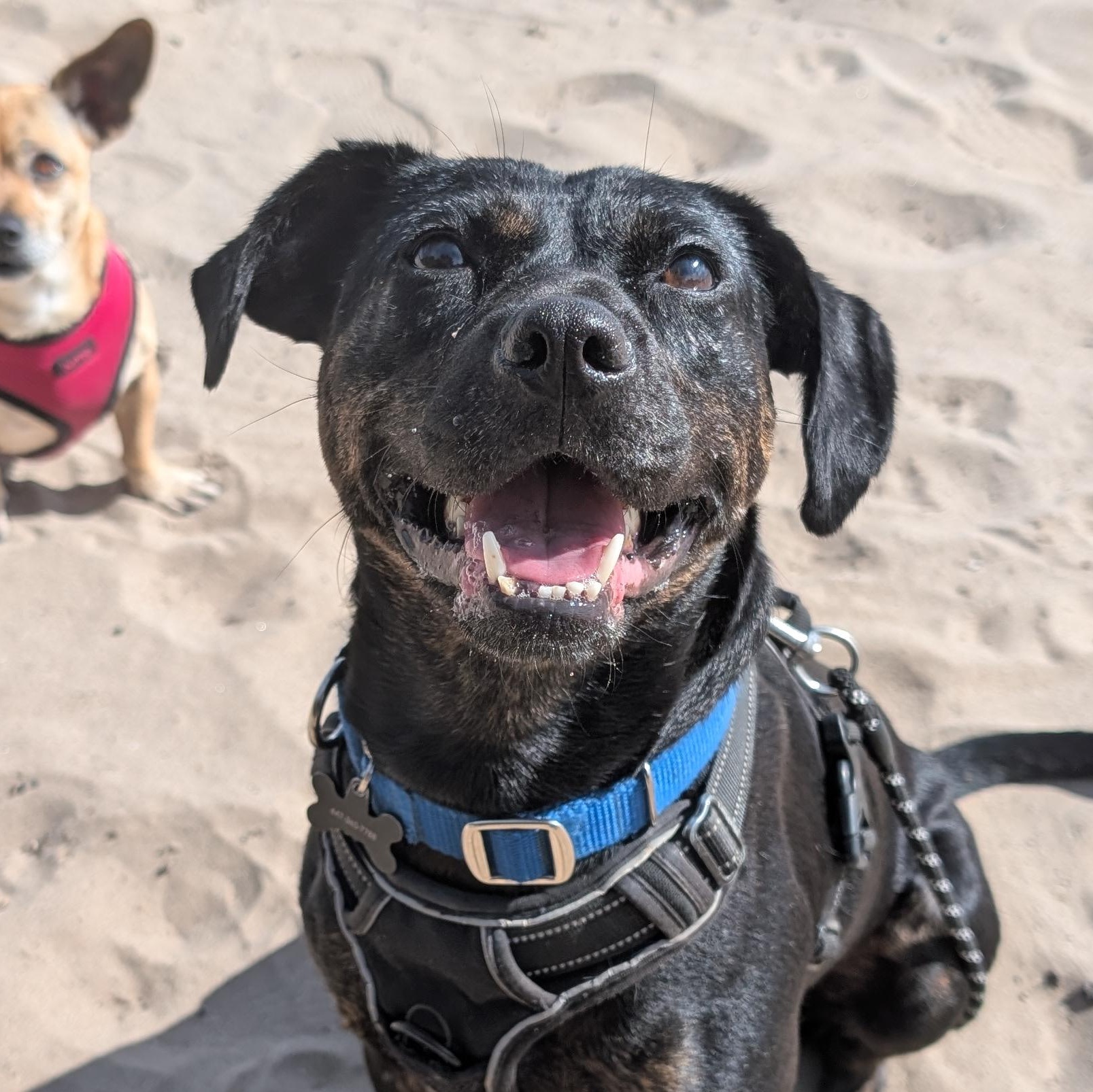 Enlarge Mishka, a Adoptable Mixed Breed in Burlington, ON image 3/6