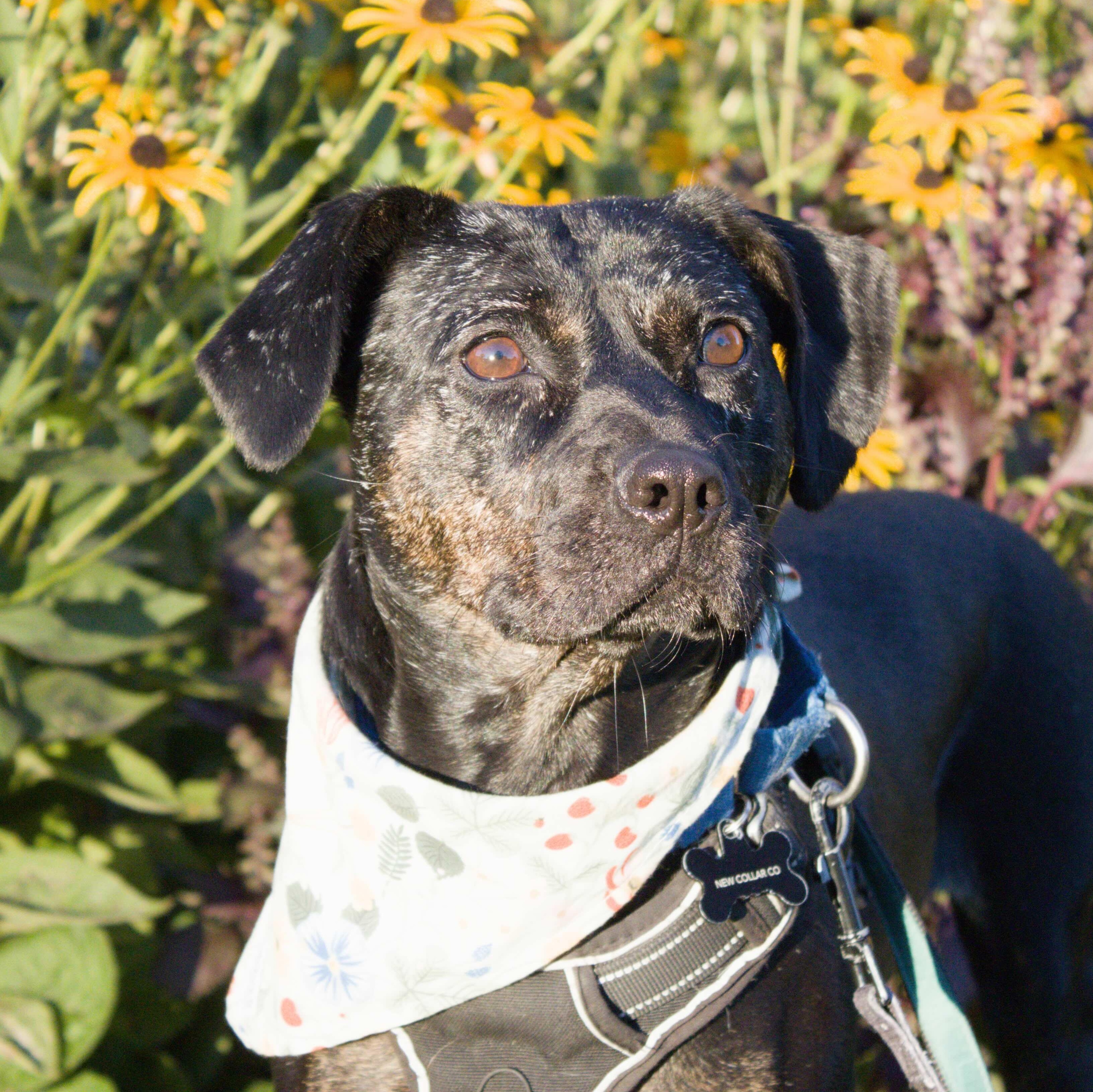 Enlarge Mishka, a Adoptable Mixed Breed in Burlington, ON image 5/6