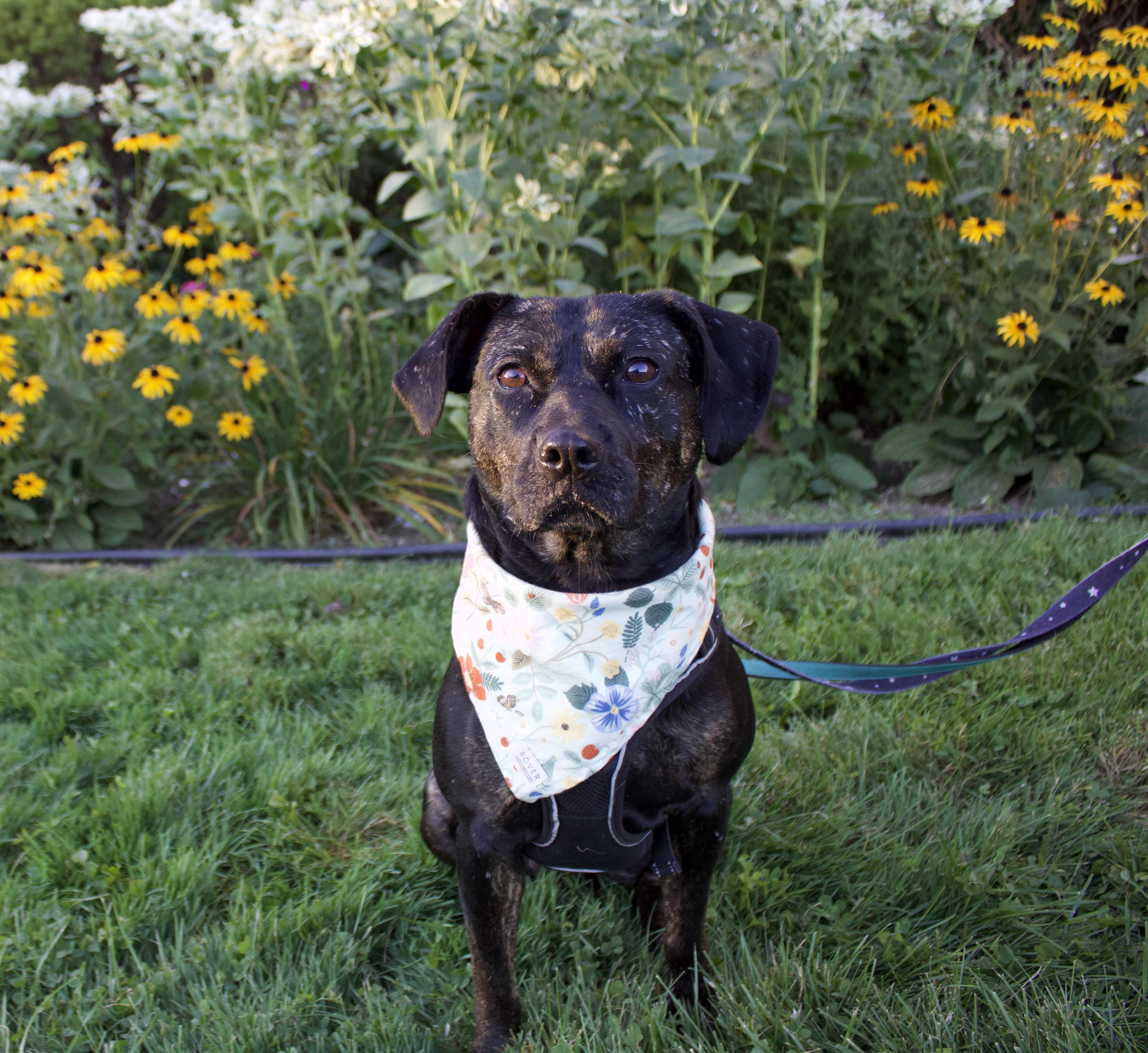 Enlarge Mishka, a Adoptable Mixed Breed in Burlington, ON image 6/6