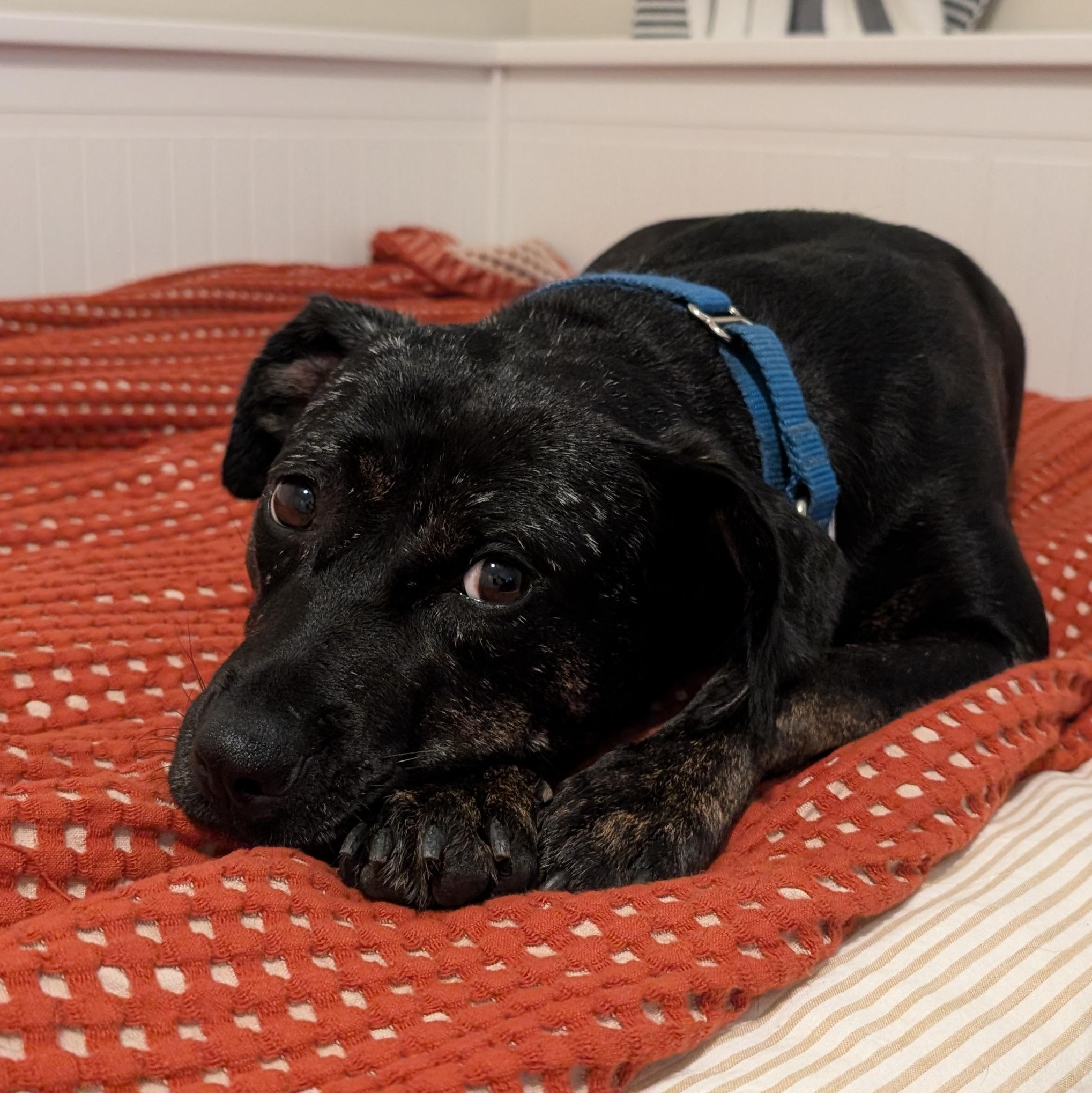 Mishka, Adoptable, Adult Female Mixed Breed.