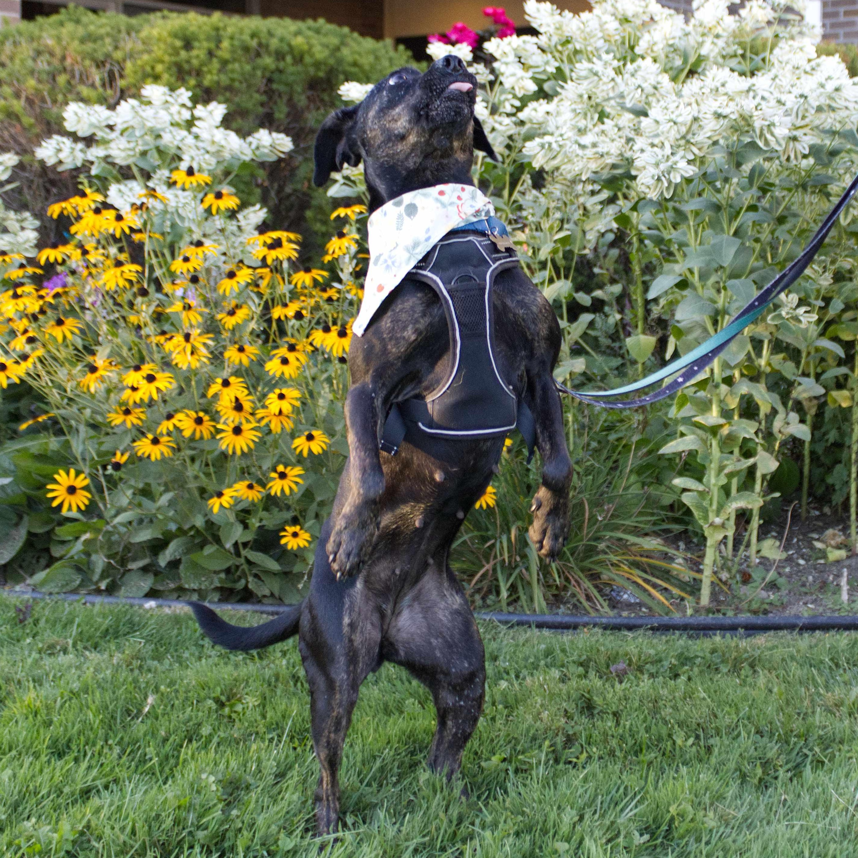 Enlarge Mishka, a Adoptable Mixed Breed in Burlington, ON image 4/6