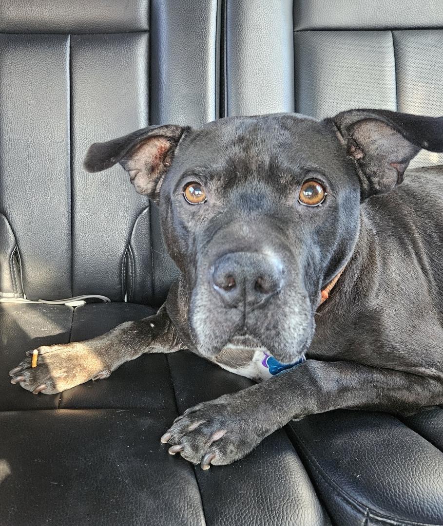 Emil, a Adoptable mixed breed in Youngstown, OH image 3/5