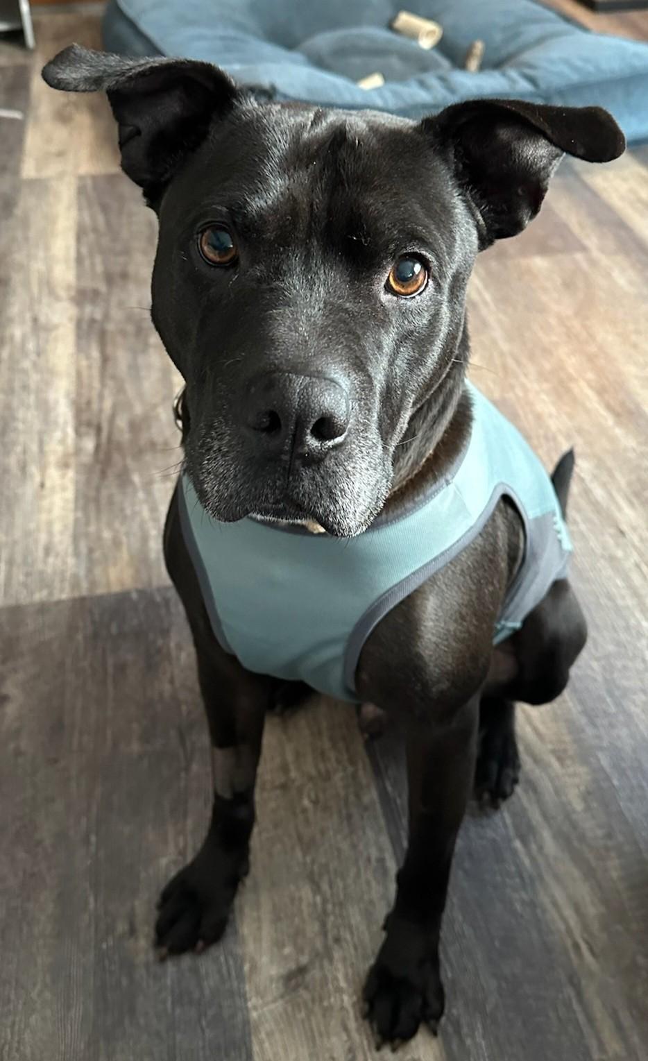 Emil, a Adoptable mixed breed in Youngstown, OH image 4/5