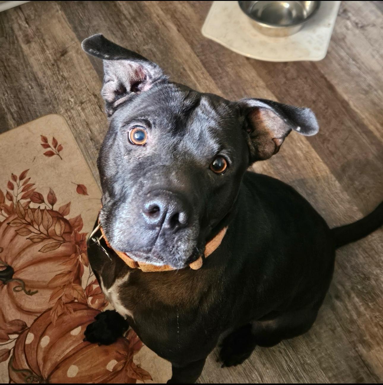 Emil, Adoptable, Young Male Shar-Pei & Pit Bull Terrier.