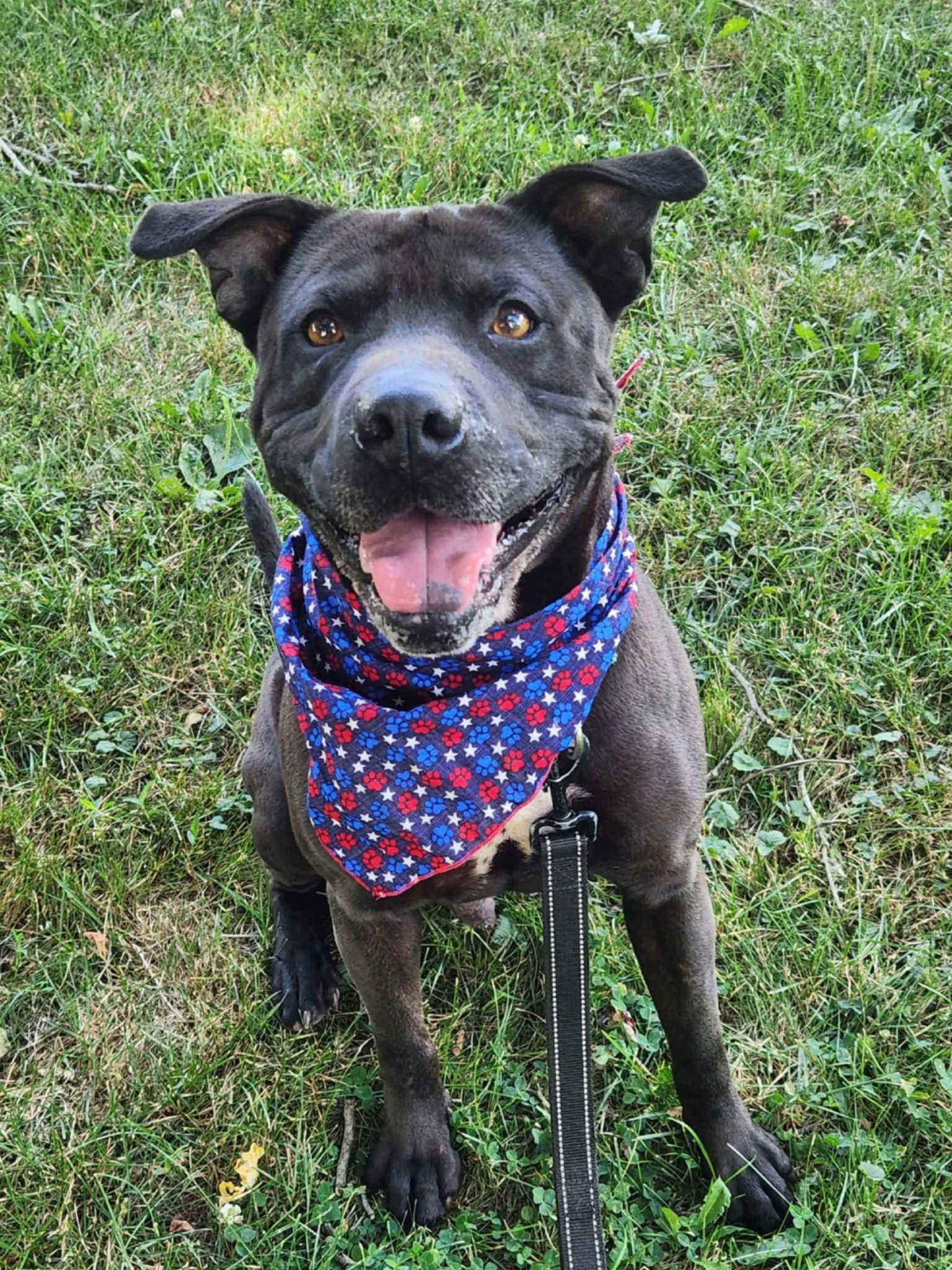 Emil, a Adoptable mixed breed in Youngstown, OH image 5/5