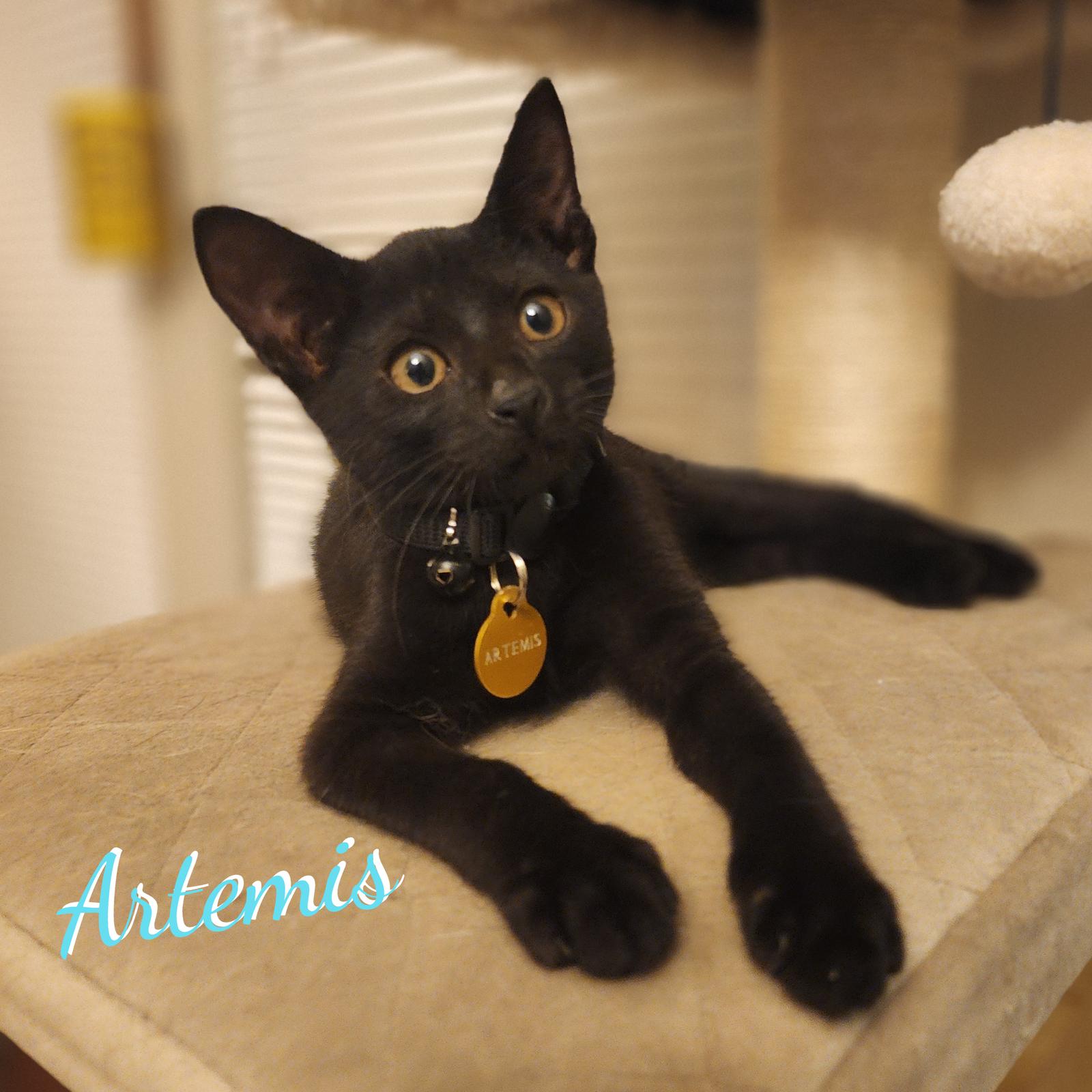 Enlarge Artemis #copper-penny-eyes, a Adopted mixed breed in Houston, TX image 1/1