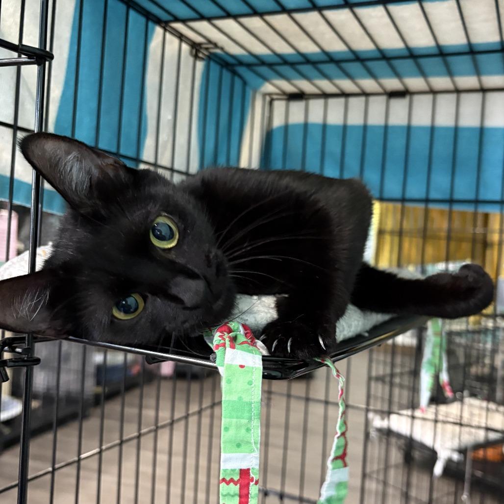 Mercury, Adoptable, Adult Female Domestic Short Hair.