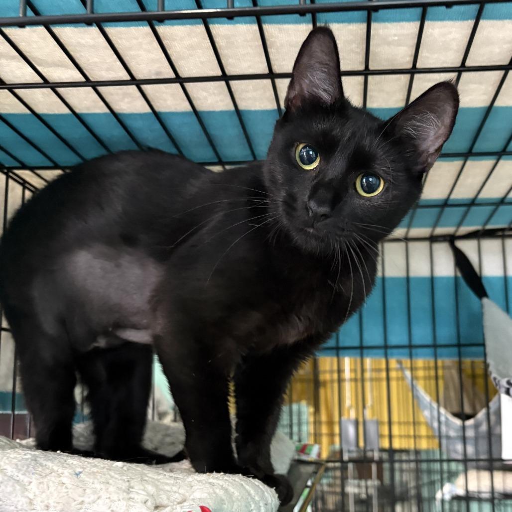 Mercury, a Adoptable Domestic Short Hair in Marion, VA image 2/4