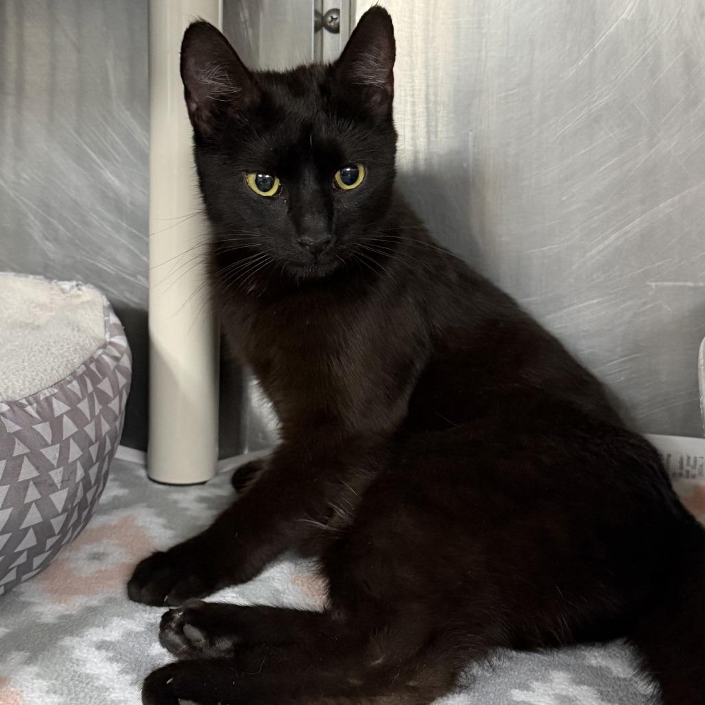 Mercury, a Adoptable Domestic Short Hair in Marion, VA image 3/4
