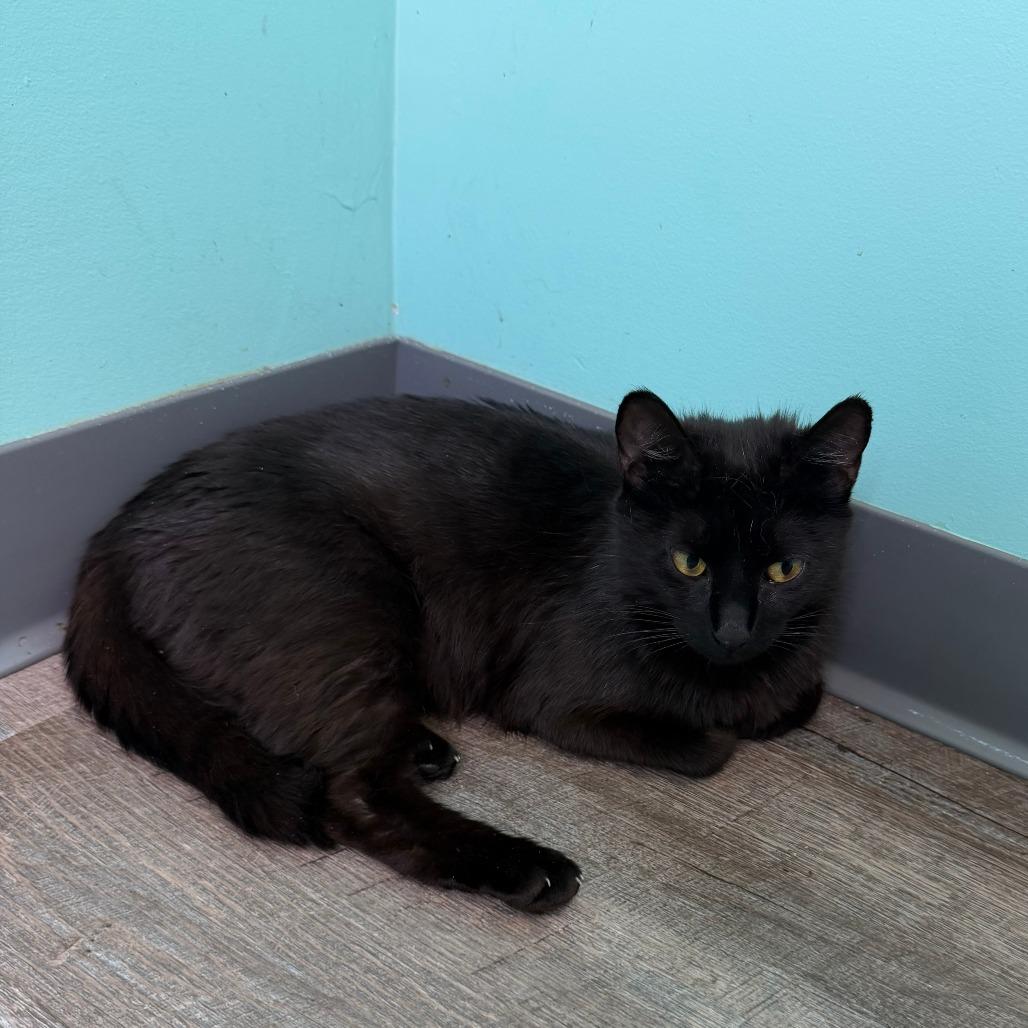 Mercury, a Adoptable Domestic Short Hair in Marion, VA image 4/4