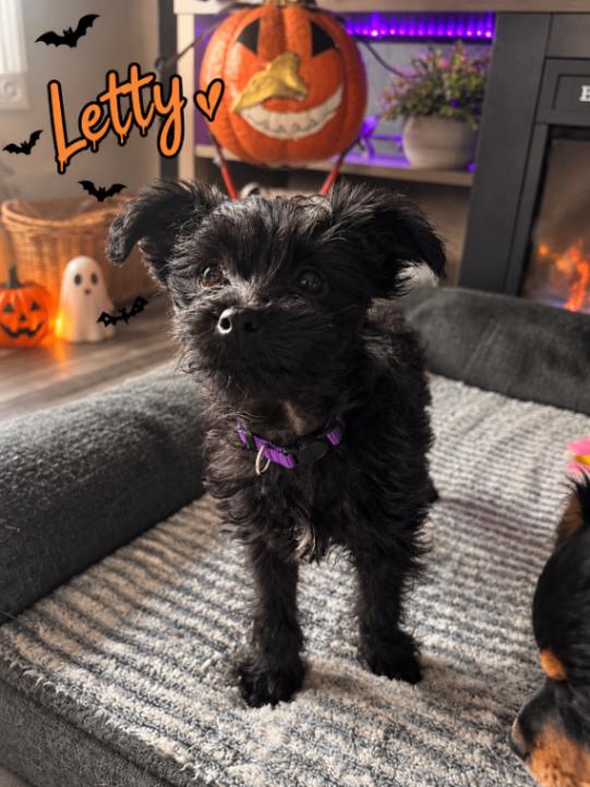 Letty, Adopted, Young Female Poodle & Mixed Breed.