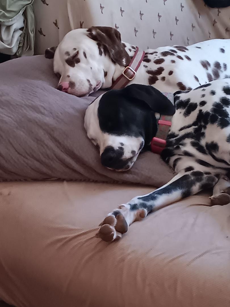 Harley & Gus, a Adoptable Dalmatian in San Diego, CA image 1/2