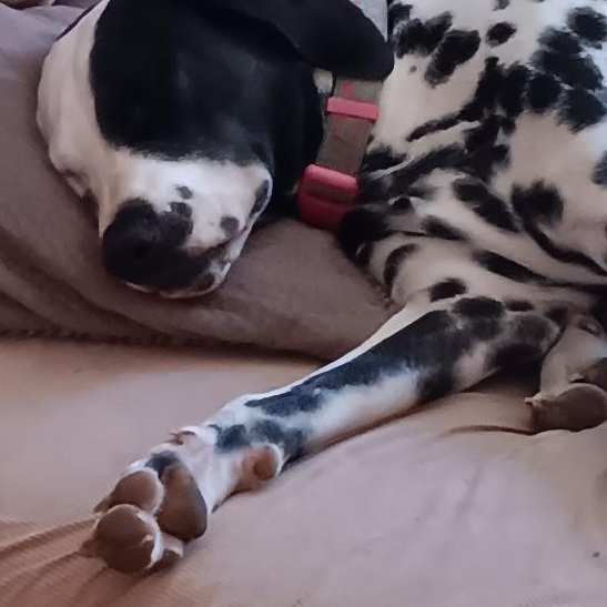 Enlarge Harley, a Adoptable Dalmatian in San Diego, CA image 1/1