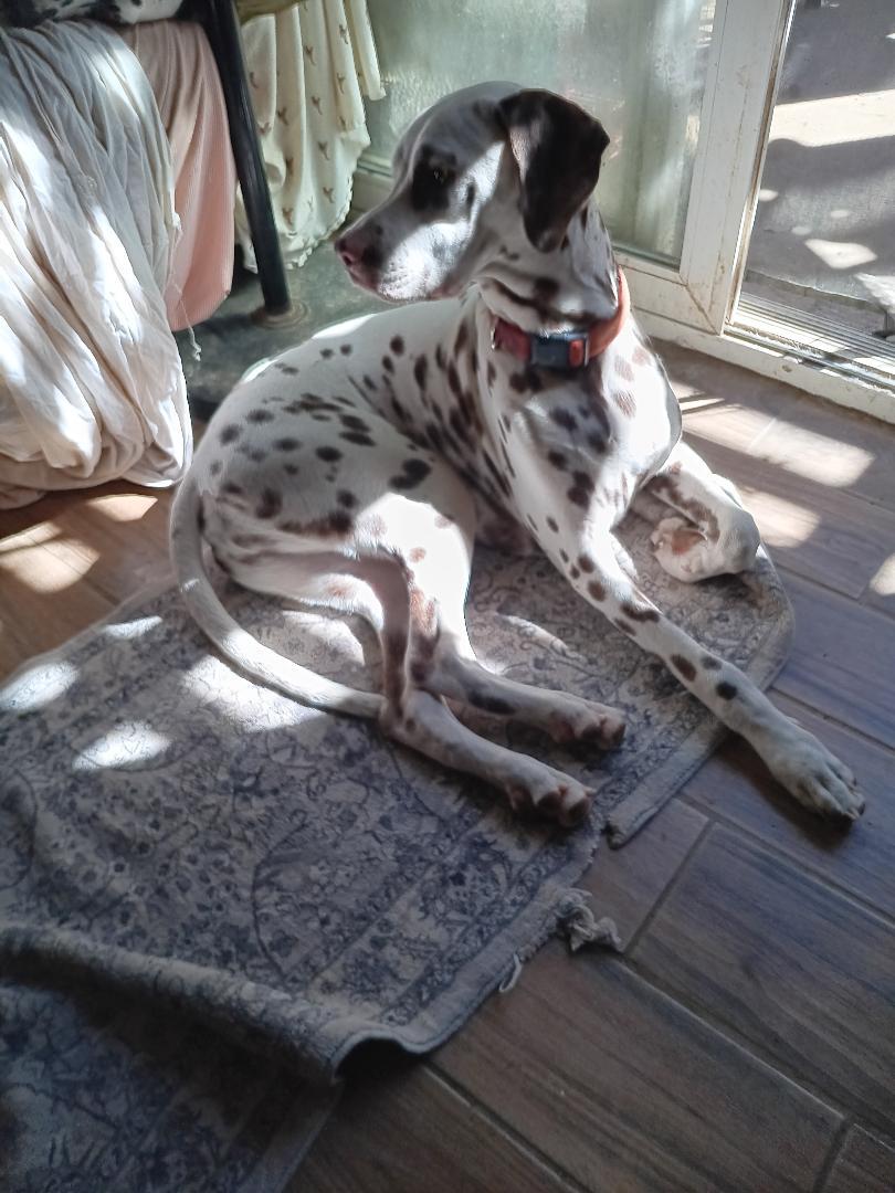 Harley & Gus, a Adoptable Dalmatian in San Diego, CA image 2/2