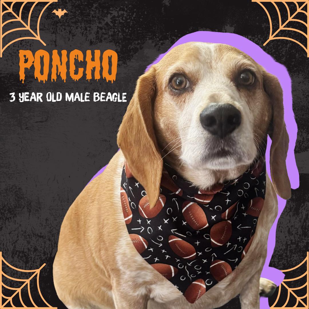 Poncho, an adoptable Beagle in Oconto, WI, 54153 | Photo Image 1