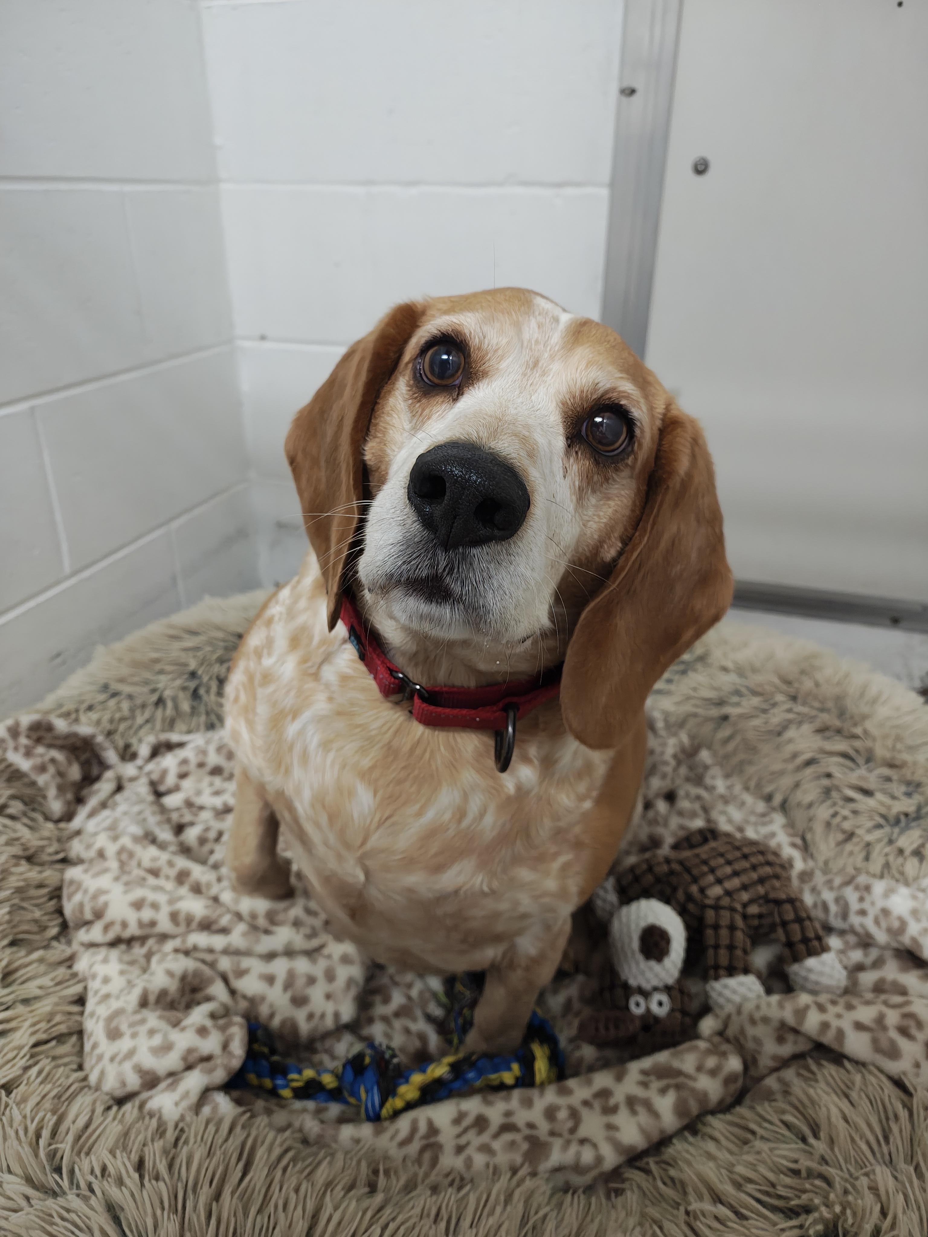Poncho, an adoptable Beagle in Oconto, WI, 54153 | Photo Image 3