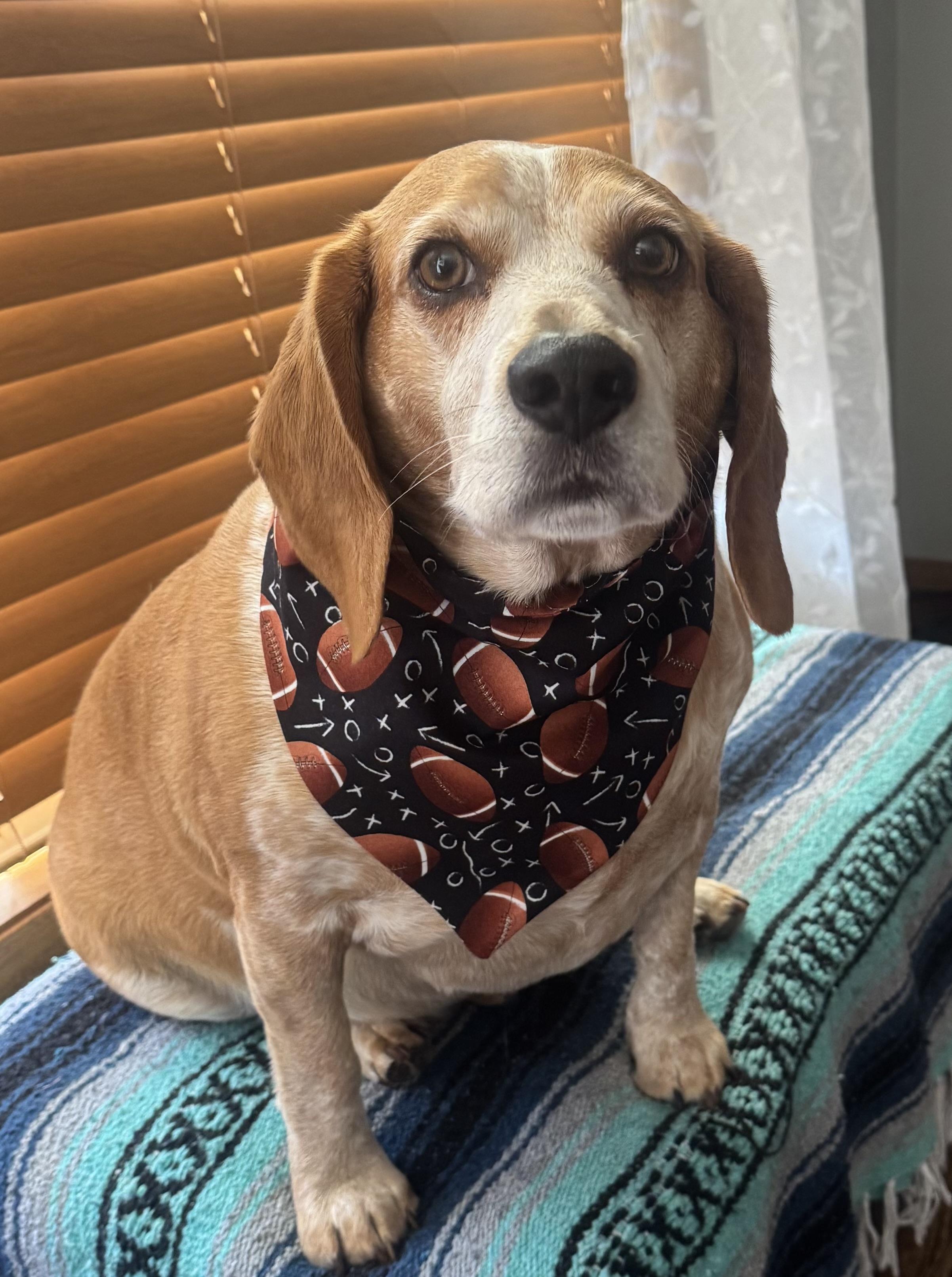 Poncho, an adoptable Beagle in Oconto, WI, 54153 | Photo Image 2