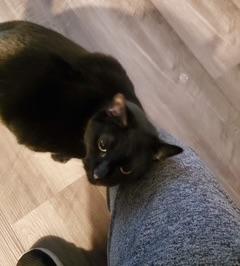 Ava, adopted, Adult Female Domestic Short Hair.