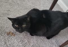 Enlarge Ava, an adopted mixed breed in Plain City, OH image 2/4