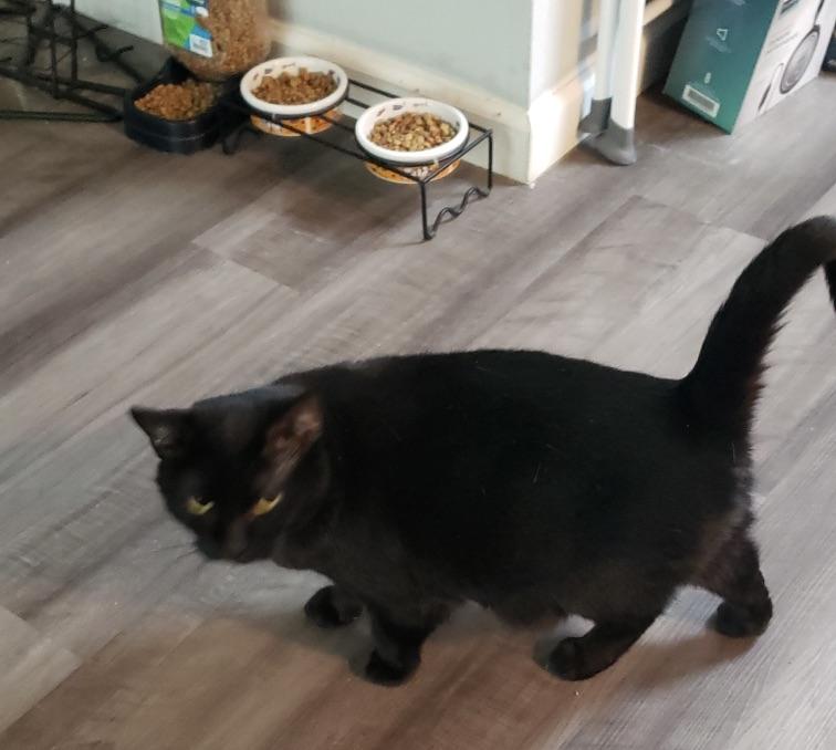Enlarge Ava, an adopted mixed breed in Plain City, OH image 4/4