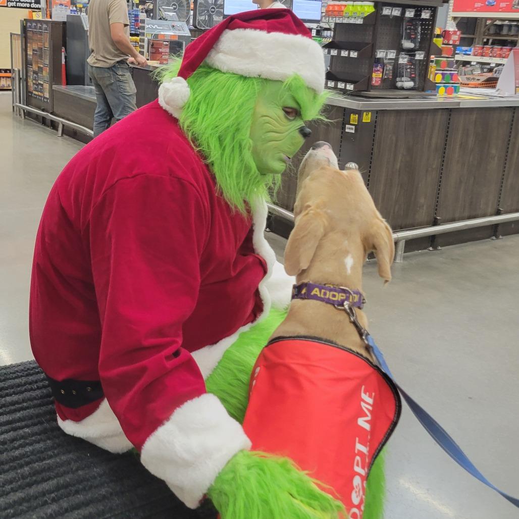 Bob, Adoptable, Young Male Mixed Breed.