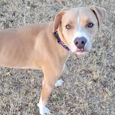 Enlarge Bob, a Adoptable Mixed Breed in Abilene, TX image 2/6