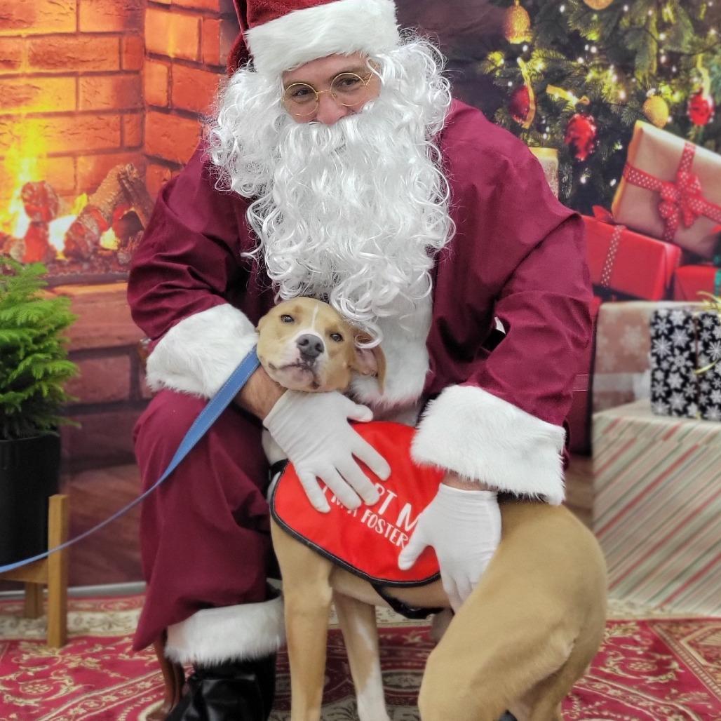 Enlarge Bob, a Adoptable Mixed Breed in Abilene, TX image 3/6