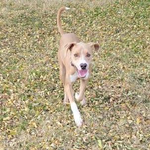 Enlarge Bob, a Adoptable Mixed Breed in Abilene, TX image 6/6