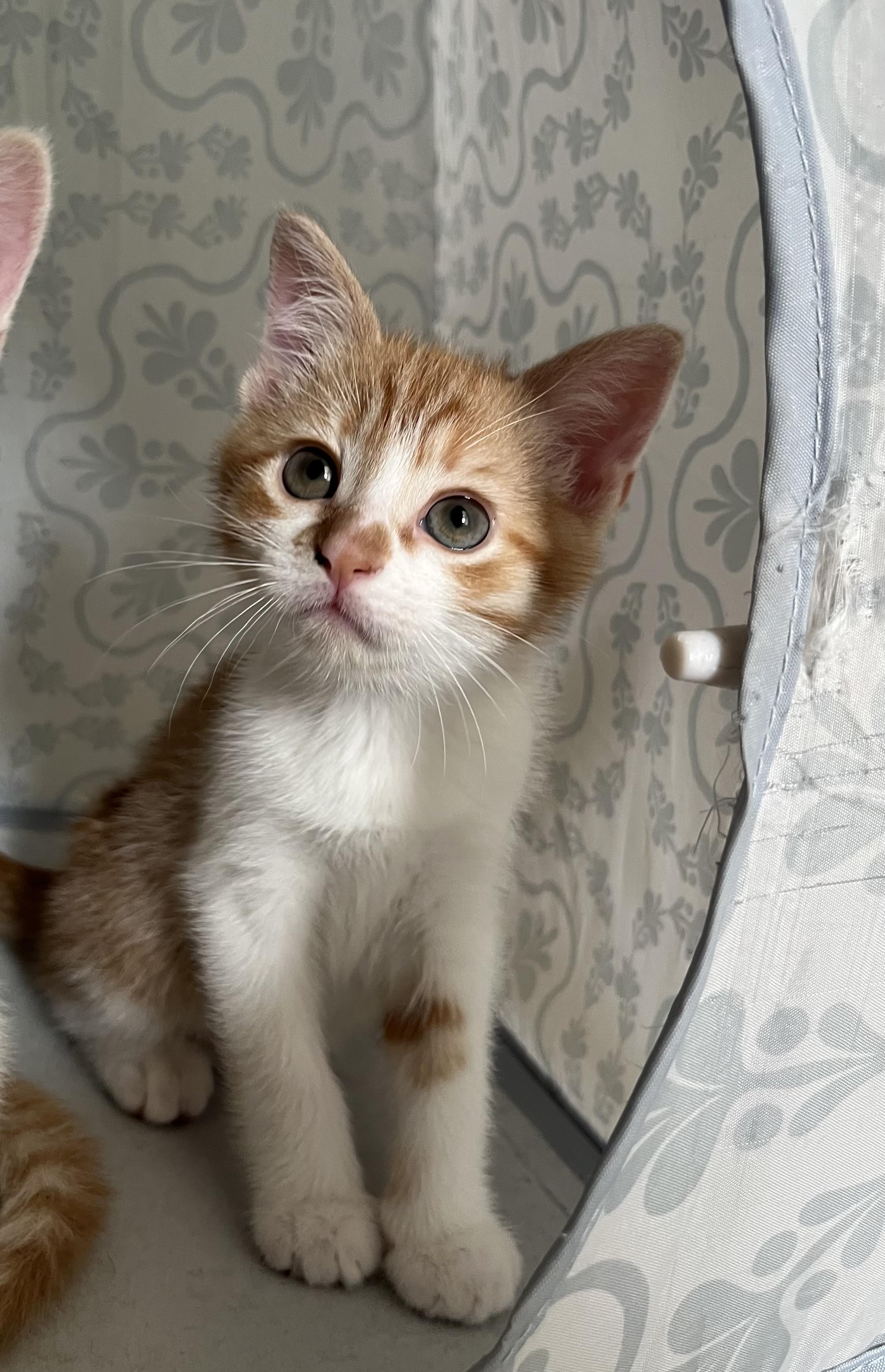 Chili, ADOPTABLE, Kitten Male Domestic Short Hair & Tabby.
