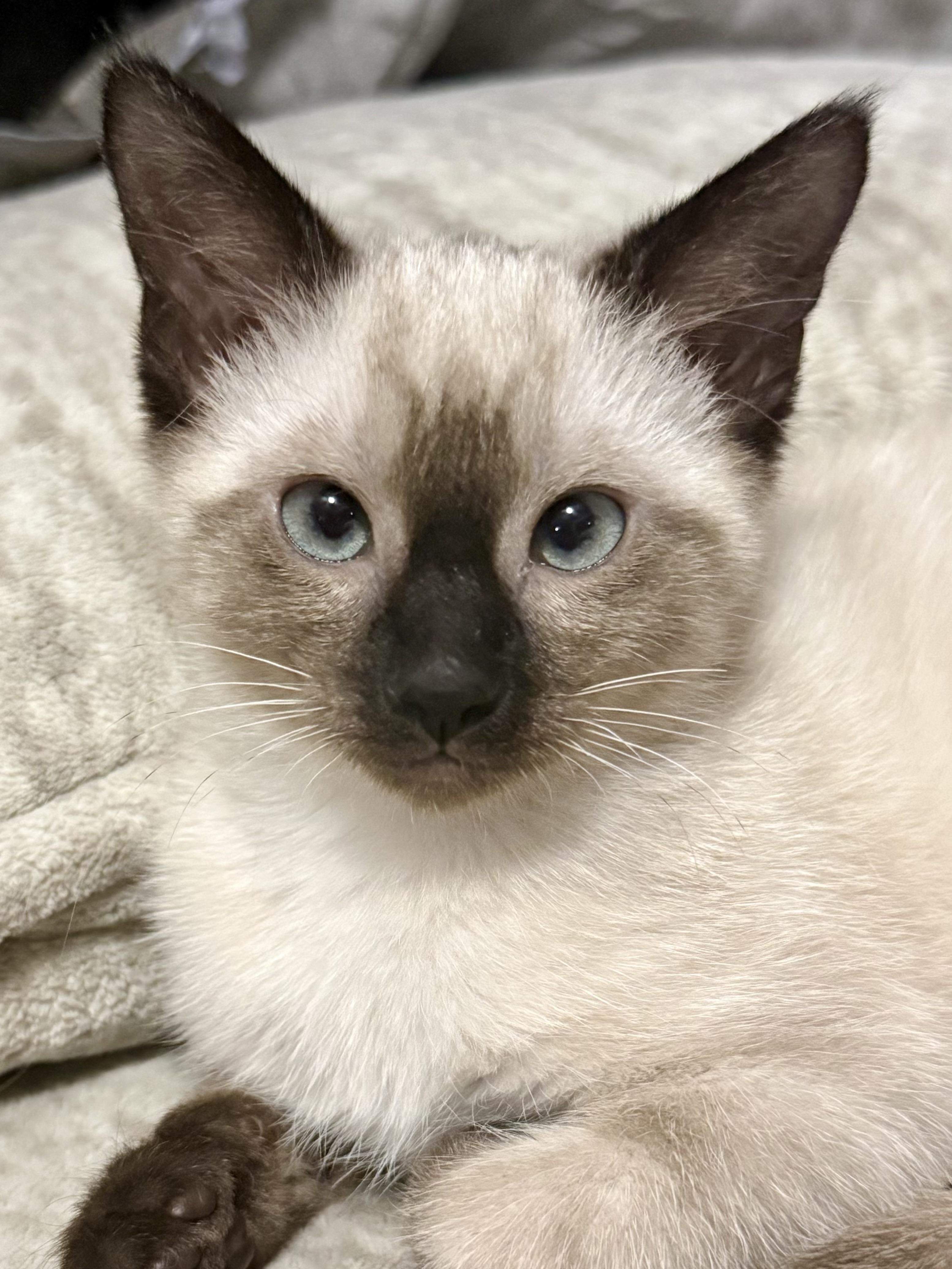 Ree, adopted, Kitten Female Siamese & Domestic Short Hair.