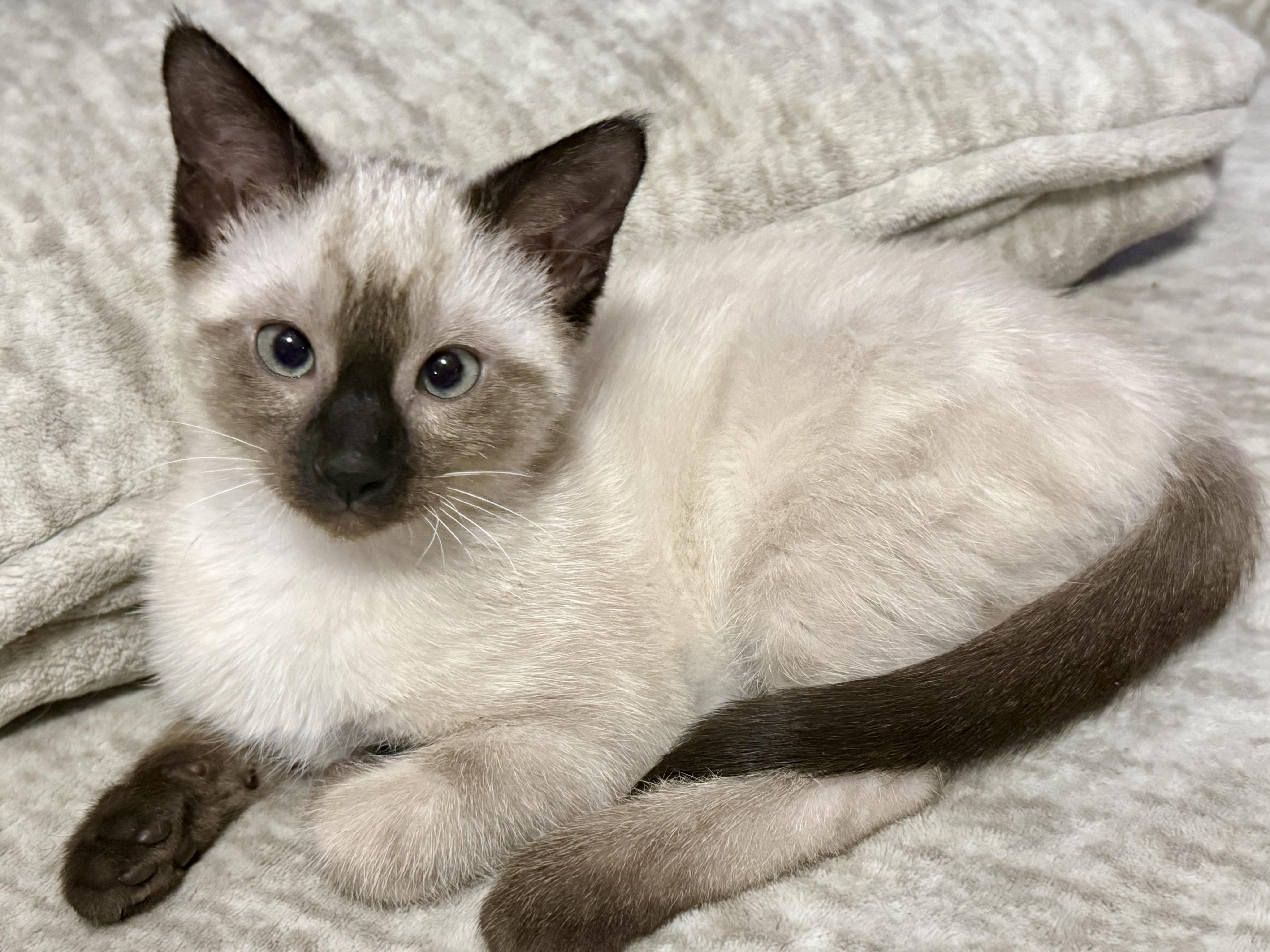 Ree, an adopted mixed breed in Grove City, OH image 2/2